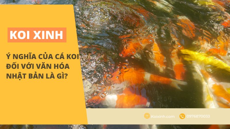 Ý Nghĩa Của Cá Koi Đối Với Văn Hóa Nhật Bản Là Gì?