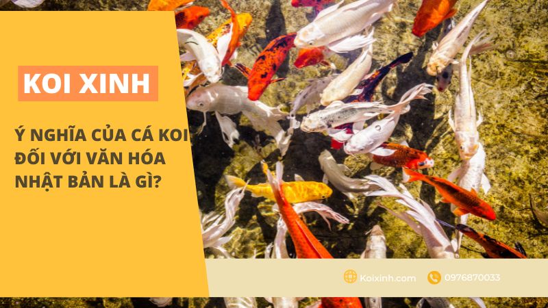 Ý Nghĩa Của Cá Koi Đối Với Văn Hóa Nhật Bản Là Gì?