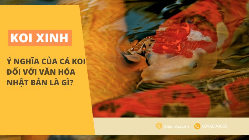 Ý Nghĩa Của Cá Koi Đối Với Văn Hóa Nhật Bản Là Gì?
