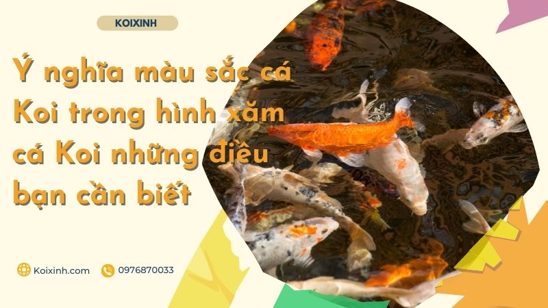 Ý Nghĩa Màu Sắc Cá Koi Trong Hình Xăm Cá Koi Những điều Bạn Cần Biết Ý nghĩa của hình xăm Koi âm dương
