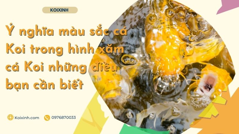 Ý Nghĩa Màu Sắc Cá Koi Trong Hình Xăm Cá Koi Những điều Bạn Cần Biết Ý nghĩa hình xăm đỏ