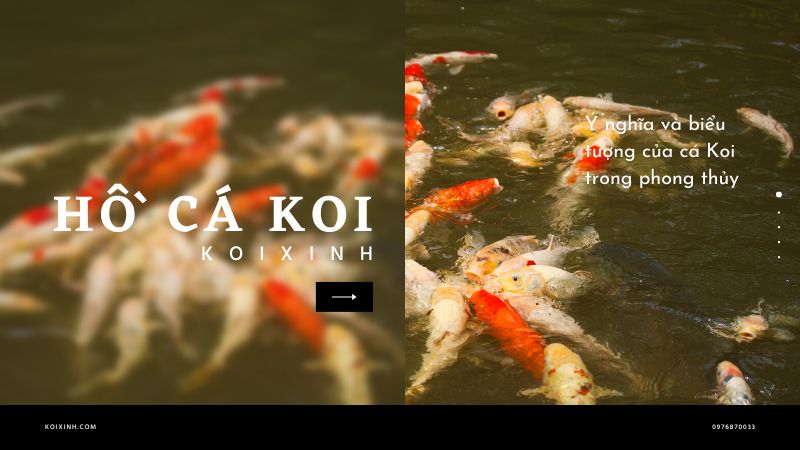 Ý Nghĩa Và Biểu Tượng Của Cá Koi Trong Phong Thủy