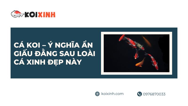 Cá Koi – Ý Nghĩa ẩn Giấu đằng Sau Loài Cá Xinh đẹp Này