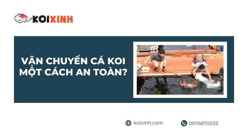 Làm Cách Nào Có Thể Vận Chuyển Cá Koi Một Cách An Toàn?
