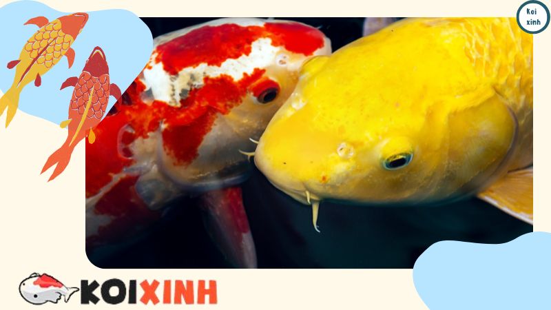 Sự Khác Biệt Giữa Cá Koi Và Cá Vàng Sự Khác Biệt Giữa Cá Koi Và Cá Vàng