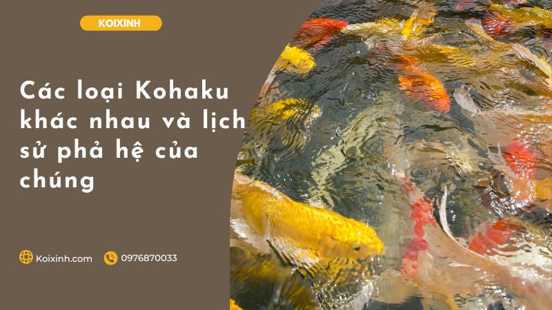 Các Loại Kohaku Khác Nhau Và Lịch Sử Phả Hệ Của Chúng Các Loại Kohaku Khác Nhau Và Lịch Sử Phả Hệ Của Chúng