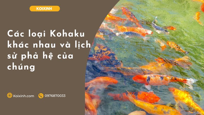 Các Loại Kohaku Khác Nhau Và Lịch Sử Phả Hệ Của Chúng Các Loại Kohaku Khác Nhau Và Lịch Sử Phả Hệ Của Chúng