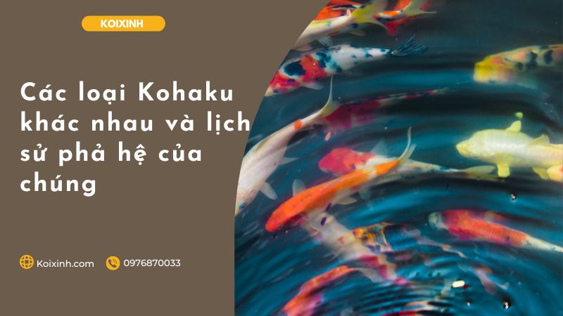 Các Loại Kohaku Khác Nhau Và Lịch Sử Phả Hệ Của Chúng Các Loại Kohaku Khác Nhau Và Lịch Sử Phả Hệ Của Chúng