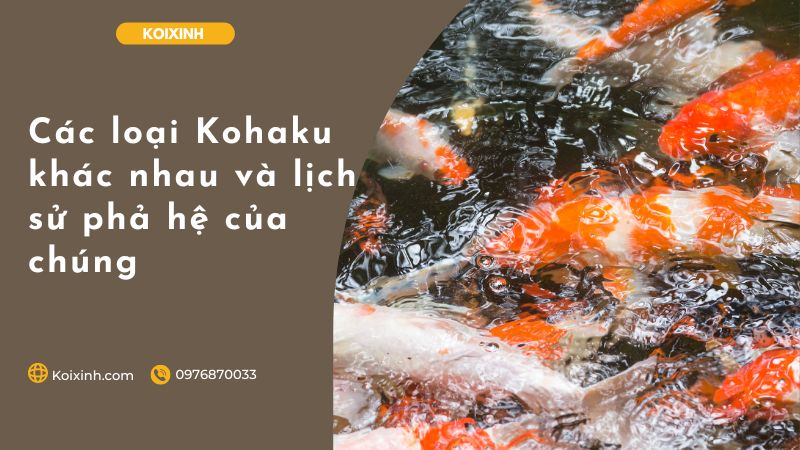 Các Loại Kohaku Khác Nhau Và Lịch Sử Phả Hệ Của Chúng Các Loại Kohaku Khác Nhau Và Lịch Sử Phả Hệ Của Chúng