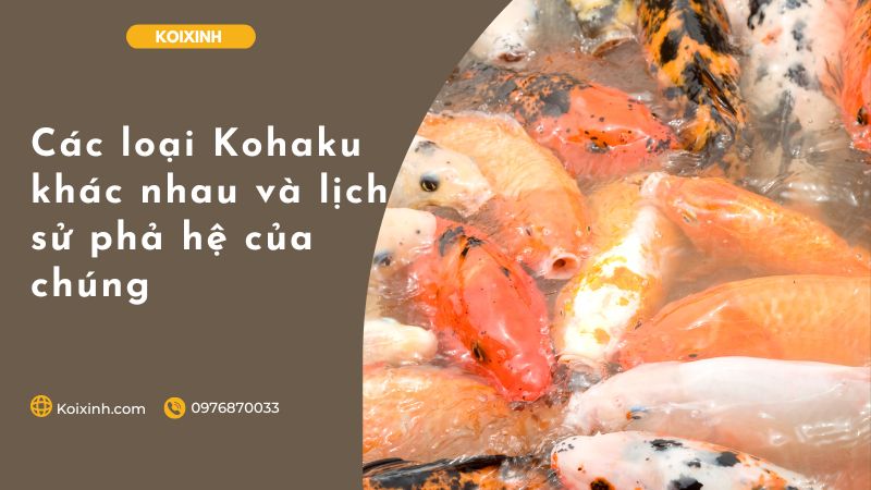 Các Loại Kohaku Khác Nhau Và Lịch Sử Phả Hệ Của Chúng Các Loại Kohaku Khác Nhau Và Lịch Sử Phả Hệ Của Chúng