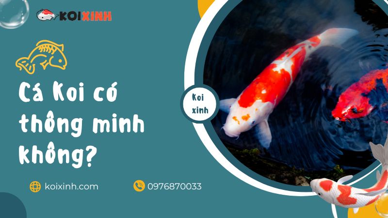 Cá Koi Có Thông Minh Không? 3 Mẹo Bạn Có Thể Dạy Cho Cá Koi Của Mình