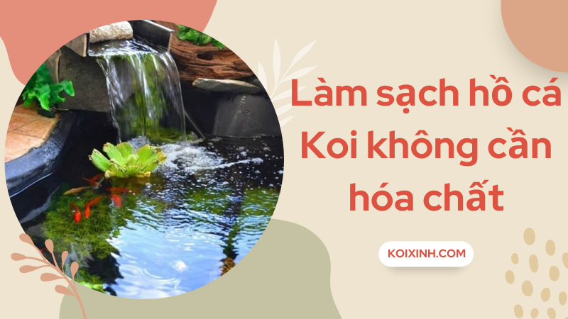 Làm Thế Nào để Hồ Cá Koi Sạch Sẽ Mà Không Cần Dùng Hóa Chất
