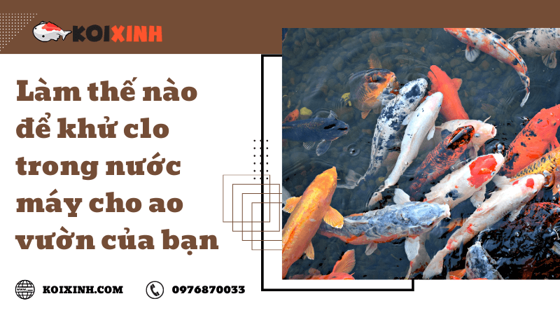 Làm Thế Nào để Khử Clo Trong Nước Máy Cho Ao Vườn Của Bạn