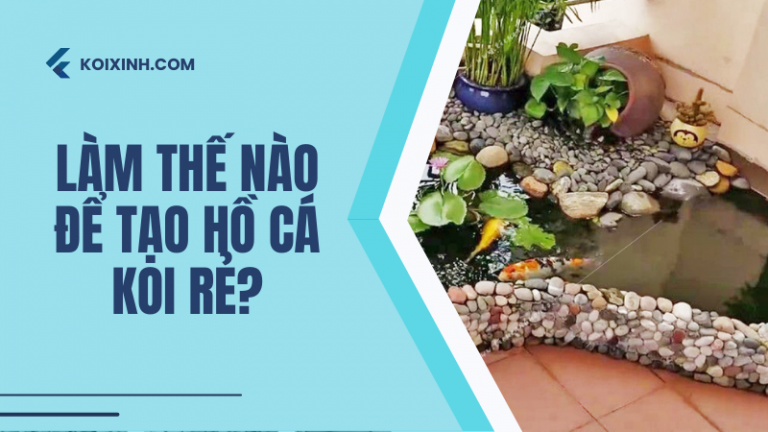 Trả Lời Nhanh: Làm Thế Nào để Tạo Hồ Cá Koi Rẻ? Trả Lời Nhanh: Làm Thế Nào để Tạo Hồ Cá Koi Rẻ?