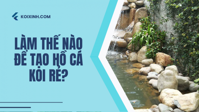 Trả Lời Nhanh: Làm Thế Nào để Tạo Hồ Cá Koi Rẻ? Trả Lời Nhanh: Làm Thế Nào để Tạo Hồ Cá Koi Rẻ?