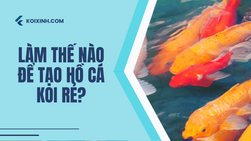 Trả Lời Nhanh: Làm Thế Nào để Tạo Hồ Cá Koi Rẻ?