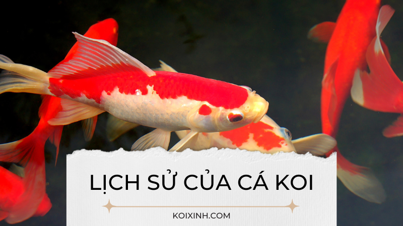 Lịch Sử Của Cá Koi
