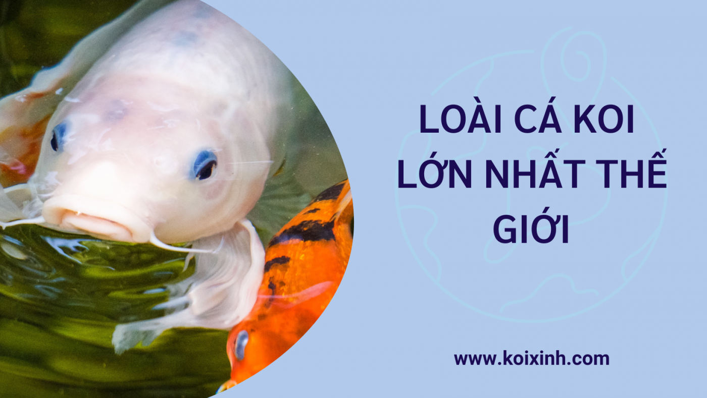 Loài Cá Koi Lớn Nhất Thế Giới