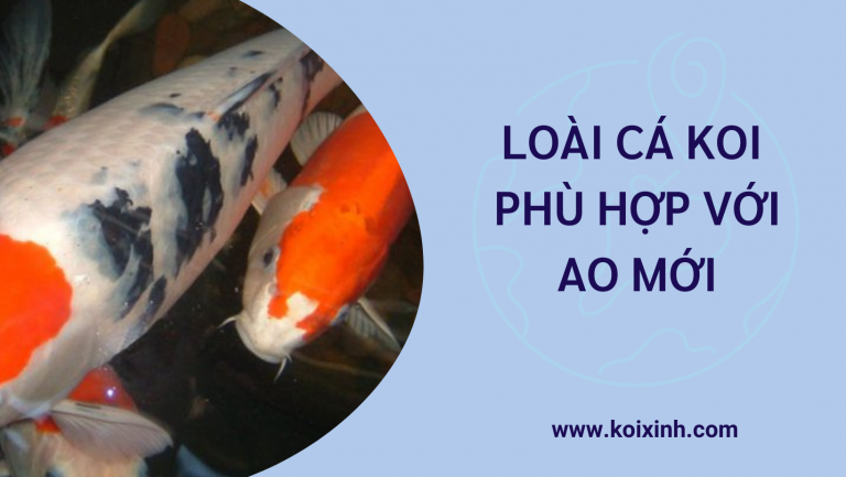 Loài Cá Koi Phù Hợp Với Ao Mới Loài Cá Koi Phù Hợp Với Ao Mới