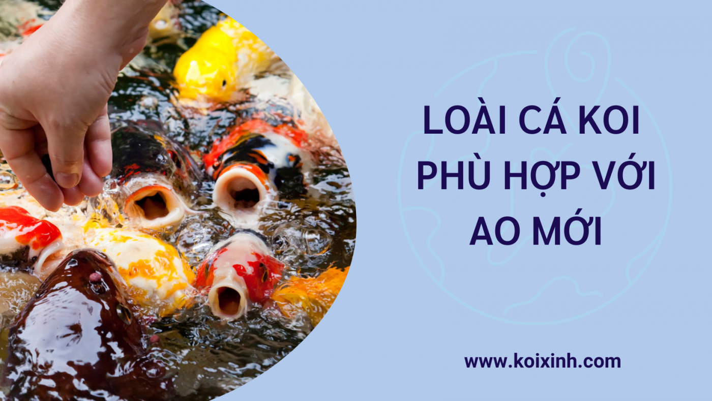 Loài Cá Koi Phù Hợp Với Ao Mới