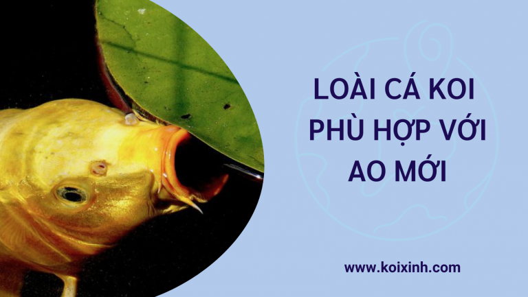 Loài Cá Koi Phù Hợp Với Ao Mới Loài Cá Koi Phù Hợp Với Ao Mới