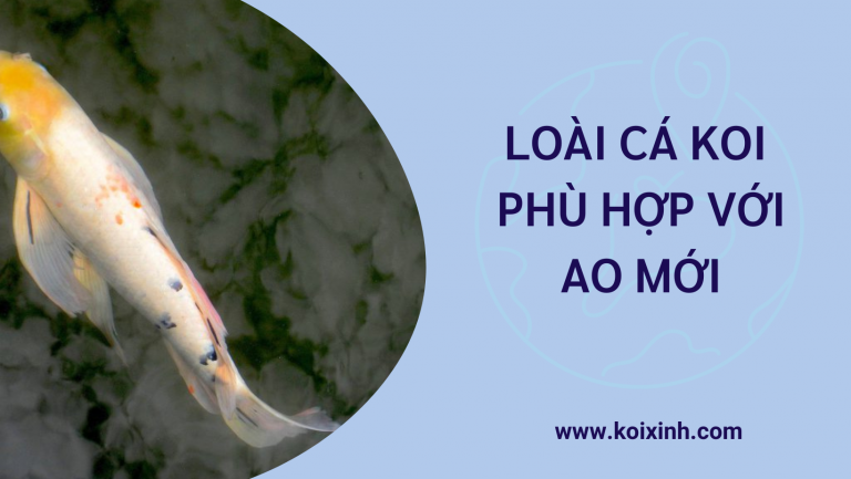 Loài Cá Koi Phù Hợp Với Ao Mới Loài Cá Koi Phù Hợp Với Ao Mới