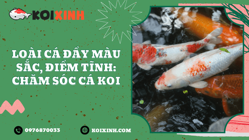 Loài Cá đầy Màu Sắc, điềm Tĩnh: Chăm Sóc Cá Koi Loài Cá đầy Màu Sắc, điềm Tĩnh: Chăm Sóc Cá Koi