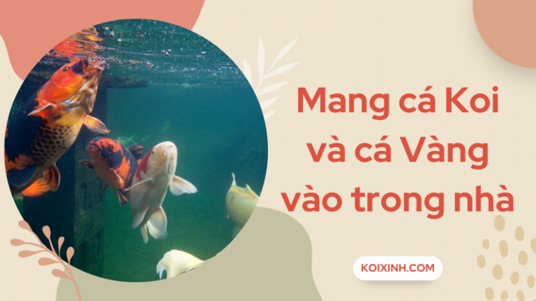 Mang Cá Koi & Cá Vàng Vào Trong Nhà Khi Mùa đông Tới