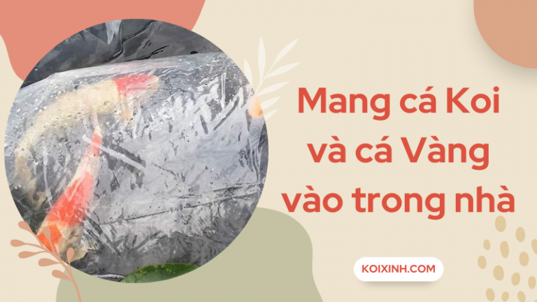 Mang Cá Koi & Cá Vàng Vào Trong Nhà Khi Mùa đông Tới