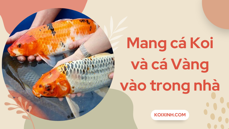 Mang Cá Koi & Cá Vàng Vào Trong Nhà Khi Mùa đông Tới