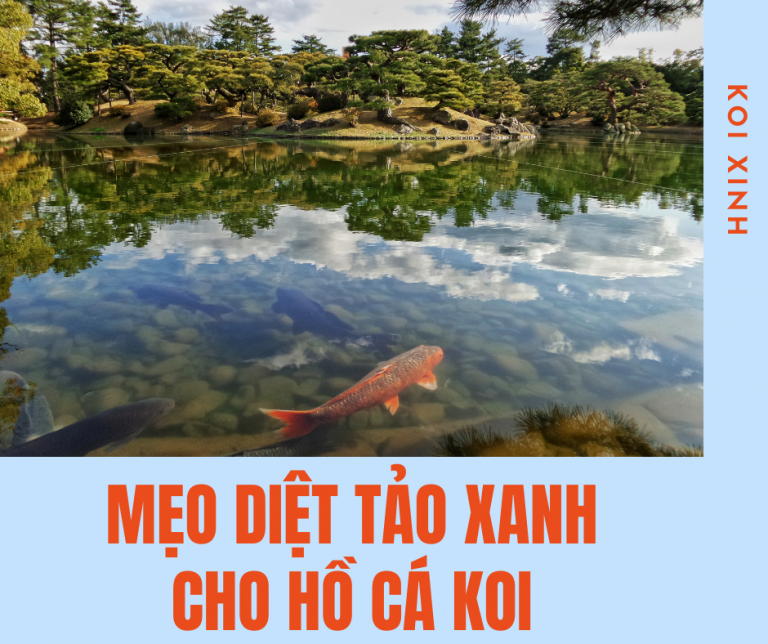 Mẹo Diệt Tảo Xanh Cho Hồ Cá Koi Hiệu Quả Nhất Mẹo Diệt Tảo Xanh Cho Hồ Cá Koi Hiệu Quả Nhất