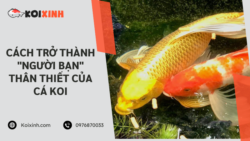 Cách Trở Thành “người Bạn” Thân Thiết Của Cá Koi – Mẹo Cho Cá Koi ăn Bằng Tay