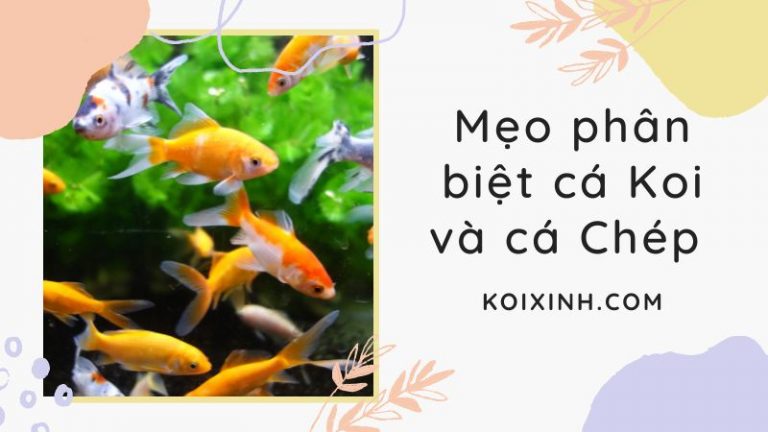 Mẹo Phân Biệt Cá Koi Và Cá Chép Chính Xác Nhất