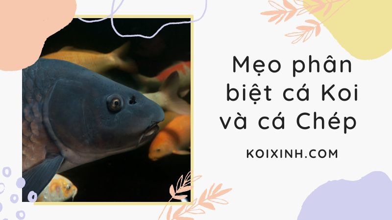 Mẹo Phân Biệt Cá Koi Và Cá Chép Chính Xác Nhất