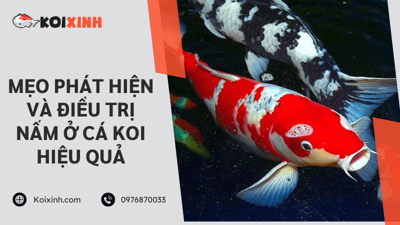 Mẹo Phát Hiện Và điều Trị Nấm ở Cá Koi Hiệu Quả