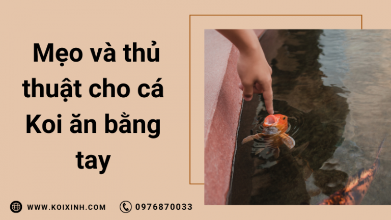 Mẹo Và Thủ Thuật Cho Cá Koi ăn Bằng Tay