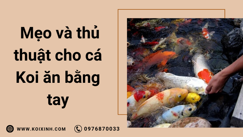 Mẹo Và Thủ Thuật Cho Cá Koi ăn Bằng Tay