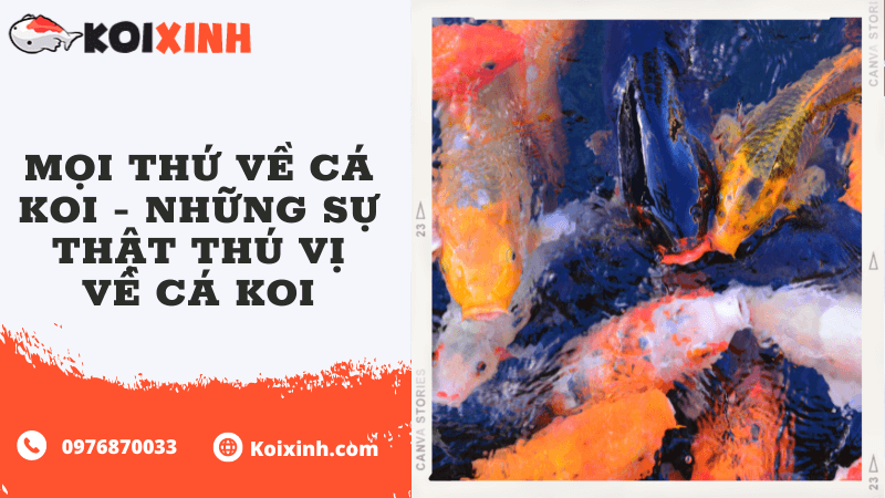 Mọi Thứ Về Cá Koi – Những Sự Thật Thú Vị Về Cá Koi Mọi Thứ Về Cá Koi – Những Sự Thật Thú Vị Về Cá Koi