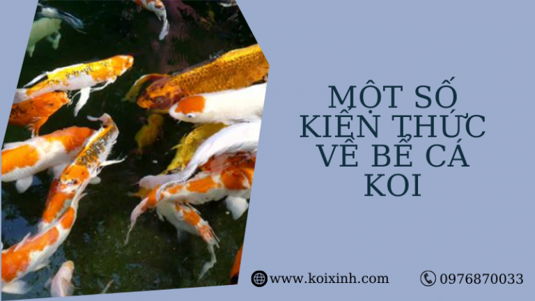 Một Số Kiến Thức Về Bể Cá Koi Một Số Kiến Thức Về Bể Cá Koi