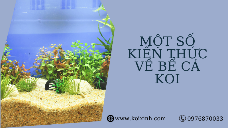 Một Số Kiến Thức Về Bể Cá Koi