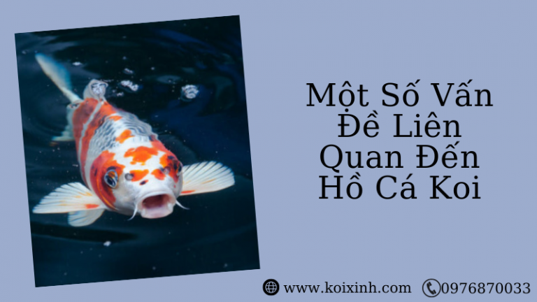 Một Số Vấn Đề Liên Quan Đến Hồ Cá Koi