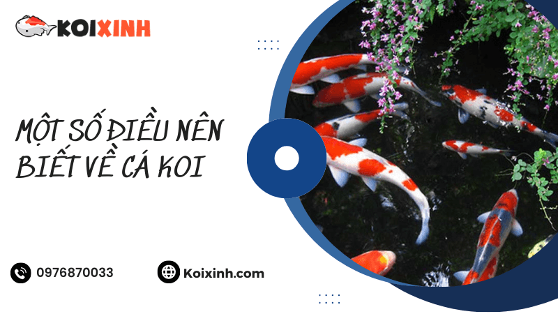 Một Số điều Nên Biết Về Cá Koi Một Số điều Nên Biết Về Cá Koi
