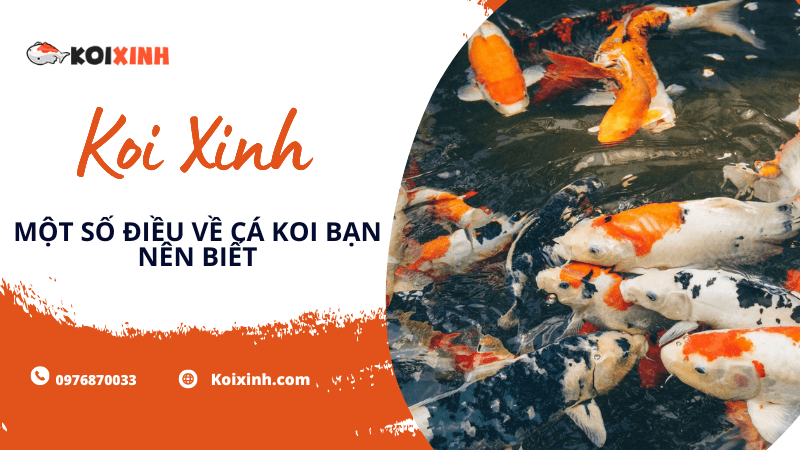 Một Số điều Về Cá Koi Bạn Nên Biết Một Số điều Về Cá Koi Bạn Nên Biết