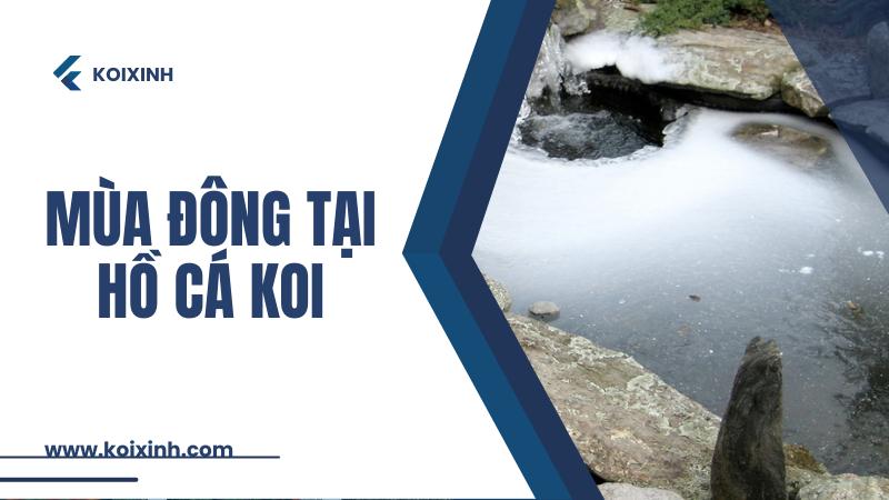 Mùa đông Tại Hồ Cá Koi – Cá Koi Có Ngủ đông Hay Không