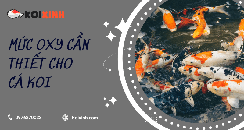 Mức Oxy Cần Thiết Cho Cá Koi Mức Oxy Cần Thiết Cho Cá Koi