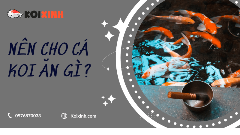 Nên Cho Cá Koi ăn Gì?