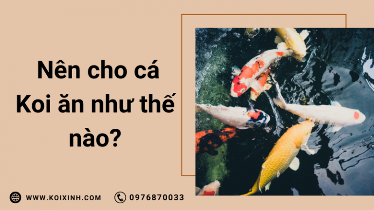 Tôi Nên Cho Cá Koi Của Tôi ăn Như Thế Nào?