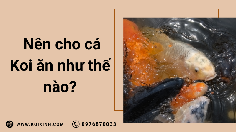 Tôi Nên Cho Cá Koi Của Tôi ăn Như Thế Nào?