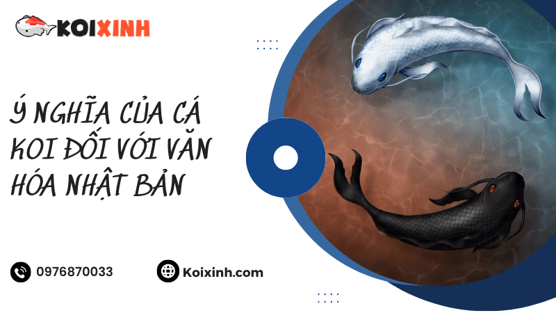 Ý Nghĩa Của Cá Koi Đối Với Văn Hóa Nhật Bản Ý Nghĩa Của Cá Koi Đối Với Văn Hóa Nhật Bản