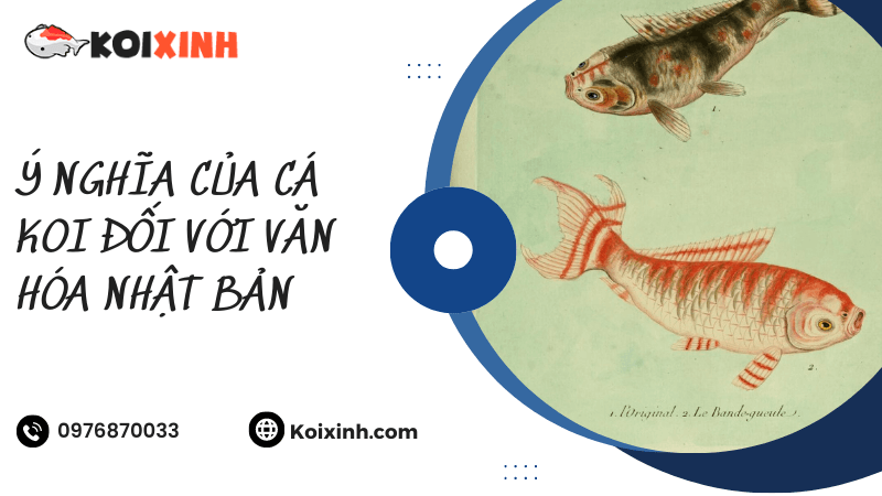 Ý Nghĩa Của Cá Koi Đối Với Văn Hóa Nhật Bản Ý Nghĩa Của Cá Koi Đối Với Văn Hóa Nhật Bản